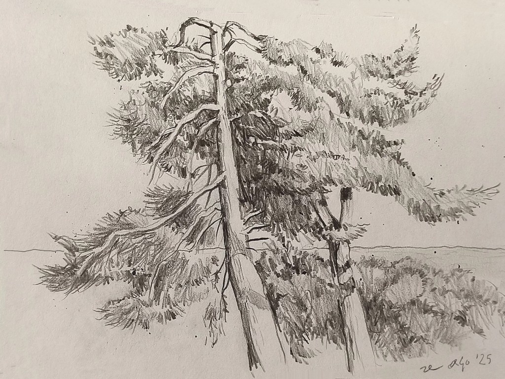 disegno a matita di pini, sullo sfondo suggerito il mare