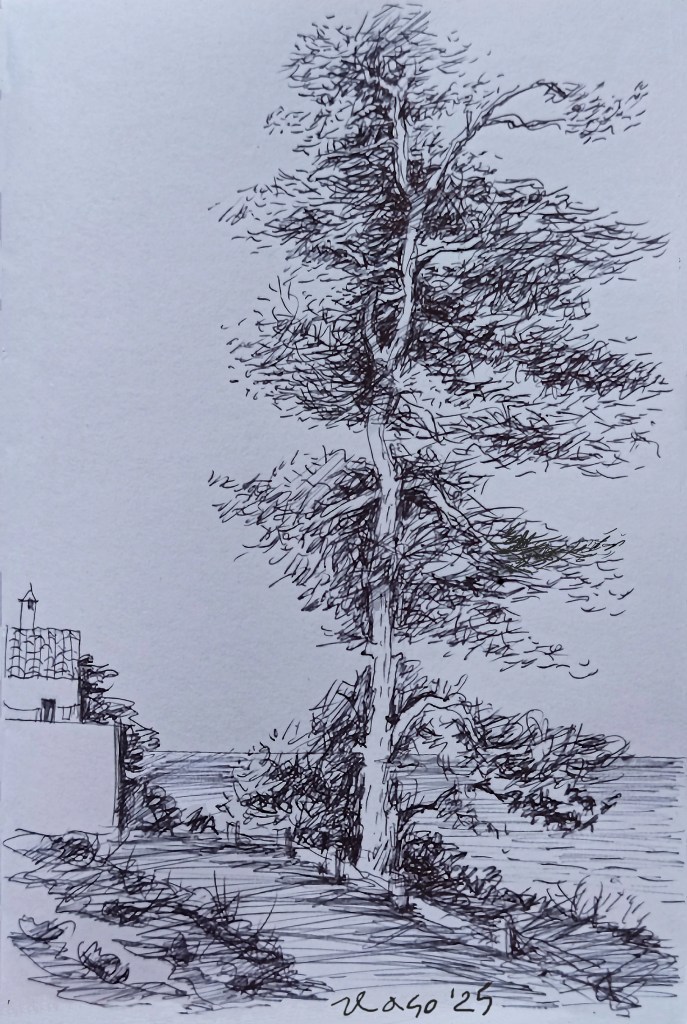 disegno a biro di pino molto alto