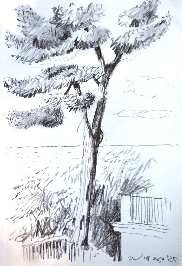 disegno a matita di pino