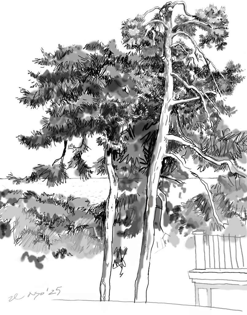 disegno in bianco e nero di alberi di pino 