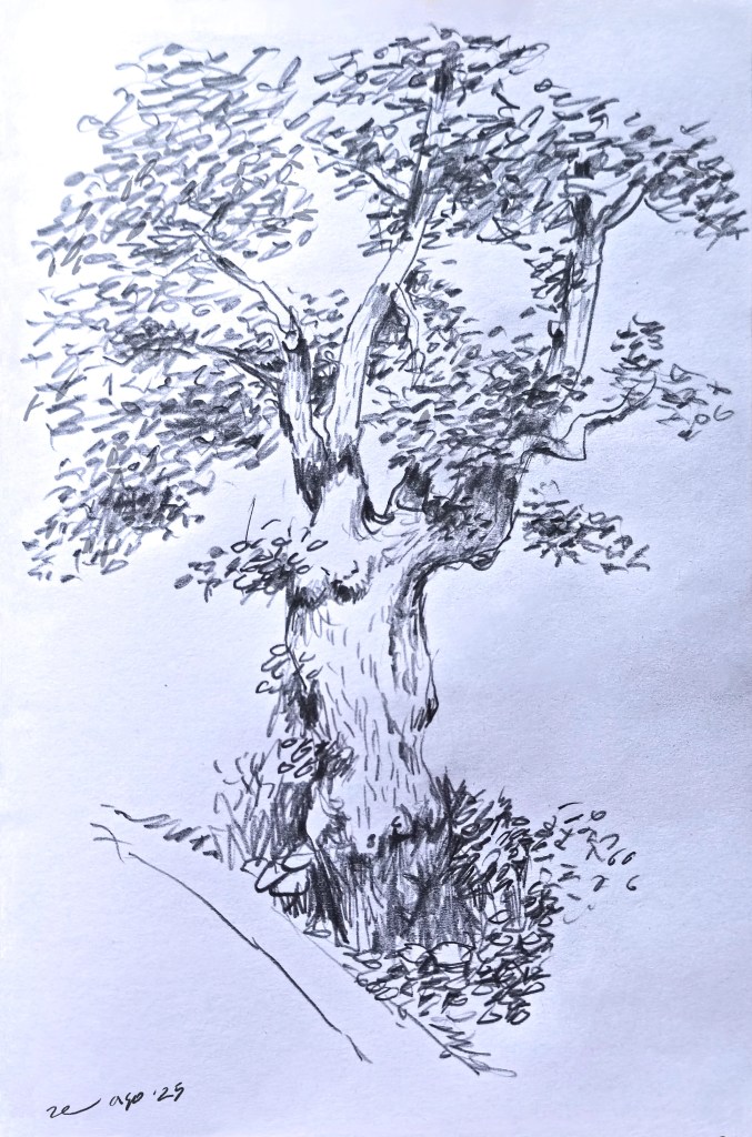 disegno a matita di quercia